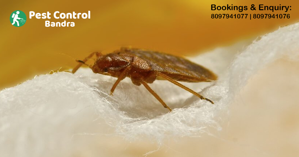 Bed Bug Control in Bandra